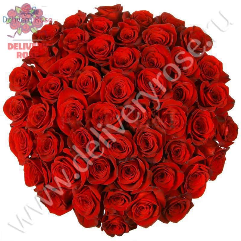 Букет из 51 красной розы "Фридом" 60 см