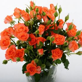 Роза кустовая Алегрия 60 см