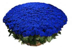 1001 синяя роза