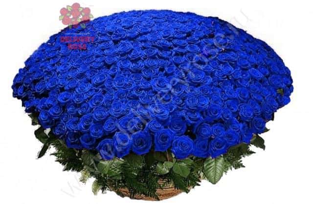 1001 синяя роза