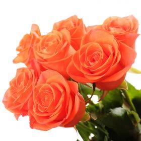 7 оранжевых роз