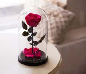 Ярко-розовая роза в колбе 30 см