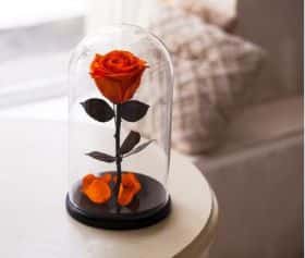 Оранжевая роза в колбе 30 см