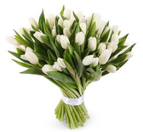 Белые тюльпаны 51 шт