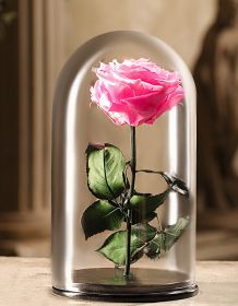 Светло-розовая роза в колбе 30 см