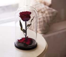 Темно-красная роза в колбе 30 см