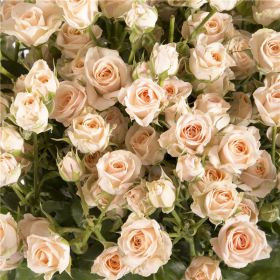 Роза кустовая Грация 60см
