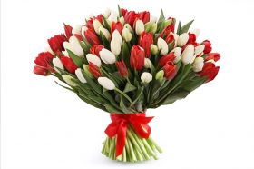Тюльпаны красные и белые 101 шт