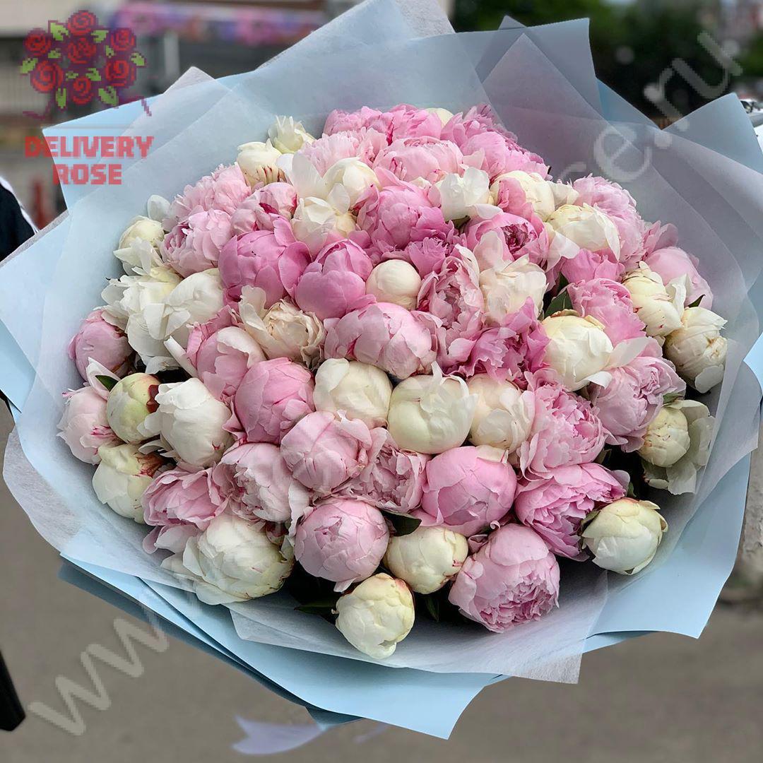 Букет из пионов 51 шт.