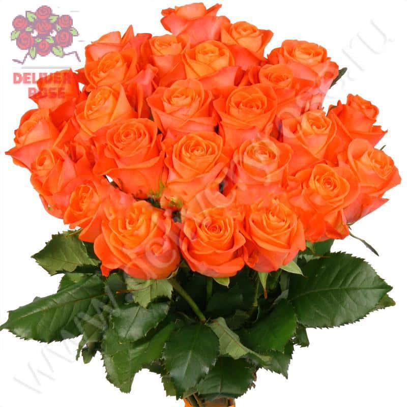 Букет из 25 оранжевых роз "Вау"