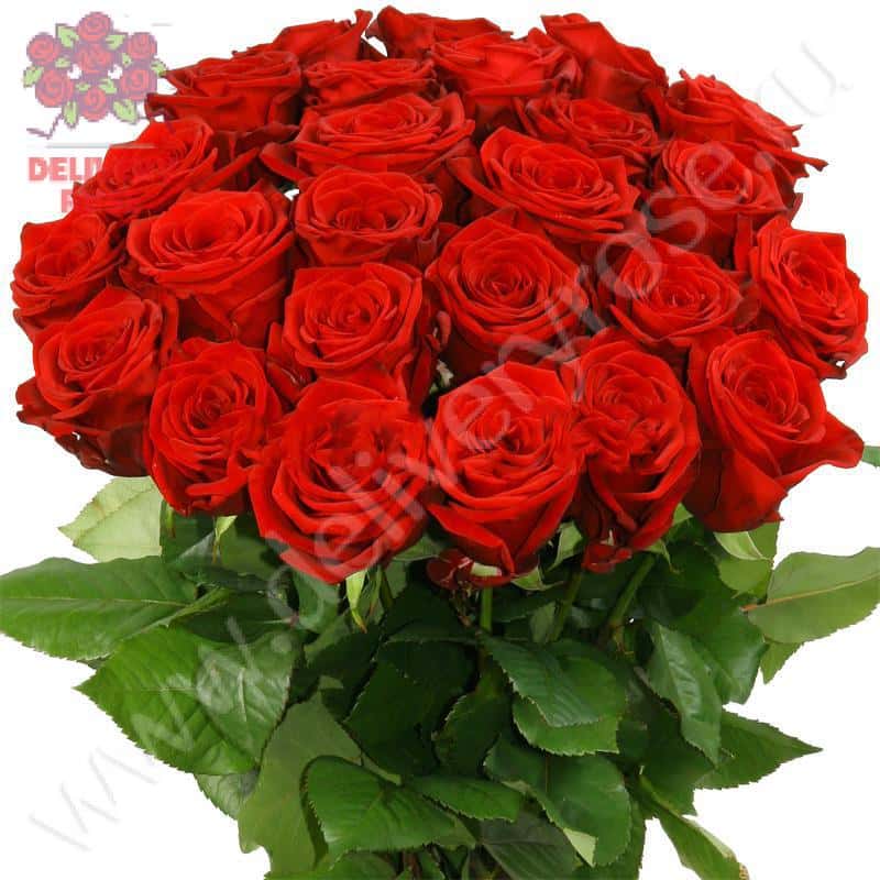 Букет из 25 красных роз "Ред Наоми"